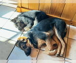 Small #5 German Shepherd Dog