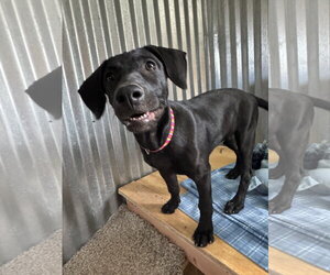 Michael - Male Shepradors Dog for Adoption - Photo #10