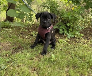 Cane Corso Puppy for sale in PORTLAND, ME, USA