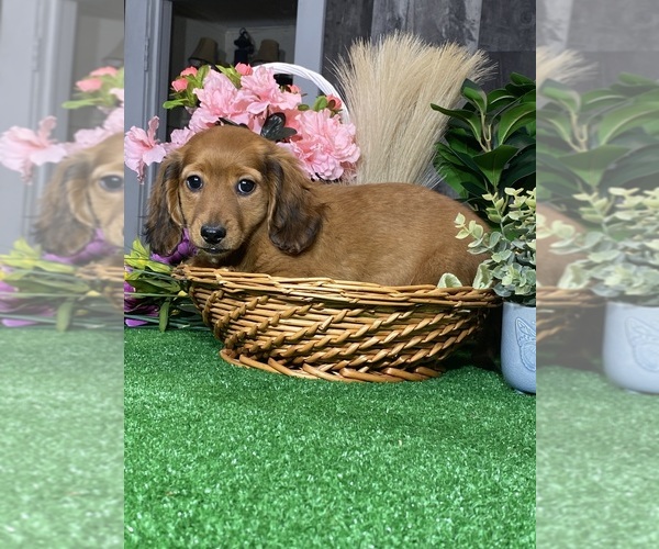 Medium Photo #2 Dachshund Puppy For Sale in CANOGA, NY, USA