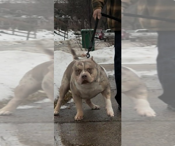 Medium Photo #1 American Bully Puppy For Sale in GROVE CITY, MN, USA