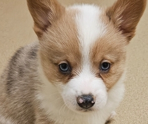 Pembroke Welsh Corgi Puppy for sale in MILTON, WI, USA