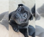 Puppy Bonnie Chinese Shar-Pei