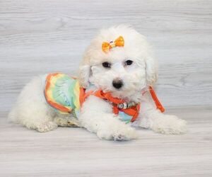 Poodle (Miniature) Puppy for sale in LAS VEGAS, NV, USA