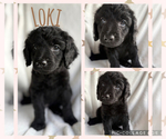 Puppy Loki Goldendoodle