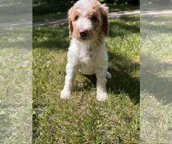 Medium Photo #2 Poodle (Standard)-Unknown Mix Puppy For Sale in Plainfield, IL, USA