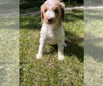 Small #1 Poodle (Standard) Mix