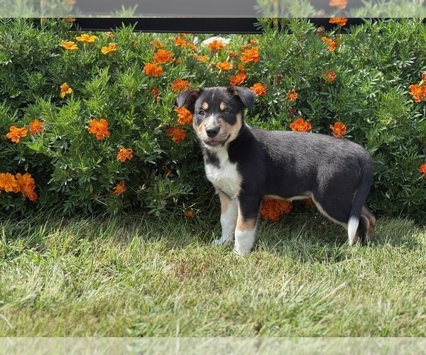 Medium Photo #3 Border Collie-Bordoodle Mix Puppy For Sale in AMES, IA, USA
