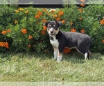 Small #2 Border Collie-Bordoodle Mix
