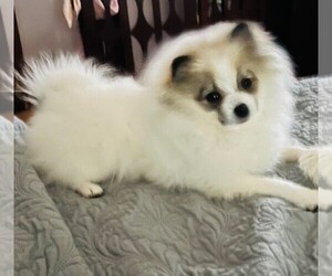 Pomeranian Puppy for sale in LISLE, IL, USA