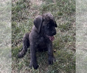Medium Mastiff