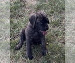 Puppy Hunter Mastiff