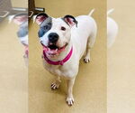 Small American Pit Bull Terrier