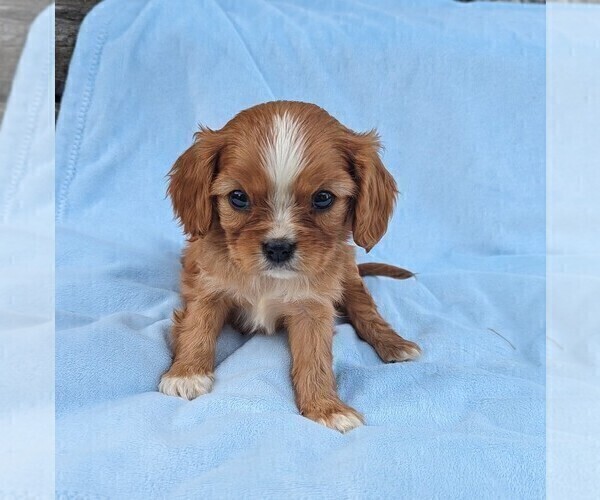 Medium Photo #4 Cavalier King Charles Spaniel Puppy For Sale in DUNNVILLE, KY, USA