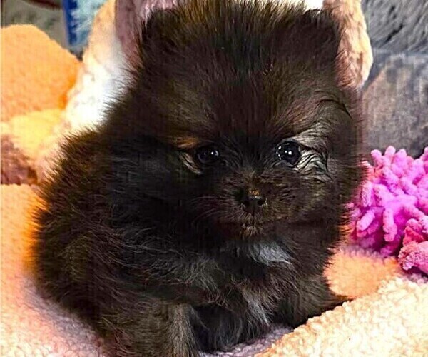 Medium Photo #15 Pomeranian Puppy For Sale in MENIFEE, CA, USA