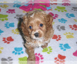 Small Photo #14 Cocker Spaniel-Poodle (Miniature) Mix Puppy For Sale in ORO VALLEY, AZ, USA