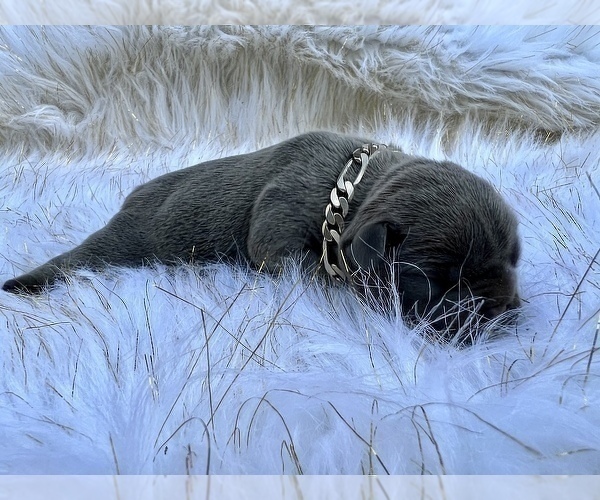Medium Photo #41 French Bulldog Puppy For Sale in HAYWARD, CA, USA