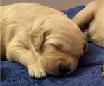 Small Photo #8 Golden Retriever Puppy For Sale in FRANKFORT, KY, USA
