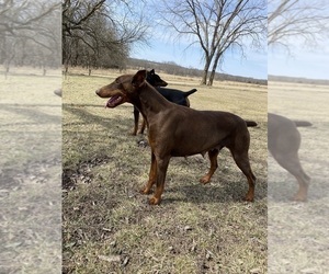 Mother of the Doberman Pinscher puppies born on 03/07/2025