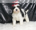 Puppy Short stack F1 Cavapoo