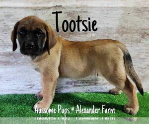 Mastiff Puppy for sale in LAKEVILLE, IN, USA