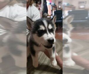 Siberian Husky Puppy for sale in GATESVILLE, TX, USA