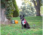 Small #4 Mutt