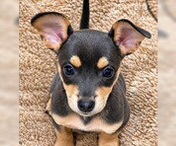 Medium Photo #4 Chihuahua-Unknown Mix Puppy For Sale in Fremont, CA, USA