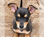 Small Photo #4 Chihuahua-Unknown Mix Puppy For Sale in Fremont, CA, USA