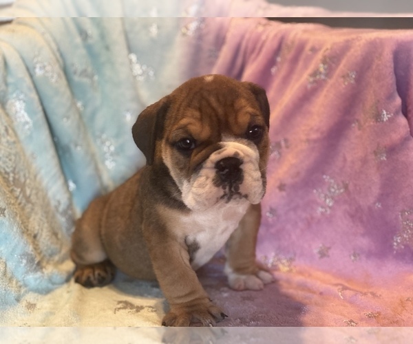 Medium Photo #2 English Bulldog Puppy For Sale in HAMDEN, CT, USA