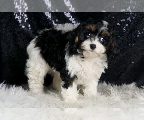 Medium Photo #65 Cavapoo Puppy For Sale in WARSAW, IN, USA