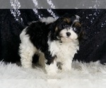 Small Photo #65 Cavapoo Puppy For Sale in WARSAW, IN, USA