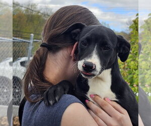 Regina - Female Labrador Retriever Dog for Adoption - Photo #4