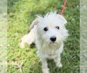 Mutt Dogs for adoption in Yardley, PA, USA
