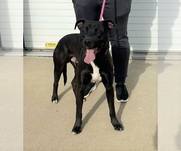 Medium Photo #2 Labrador Retriever Puppy For Sale in Louisville, KY, USA