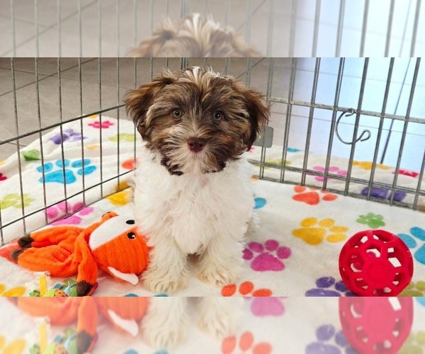 Medium Photo #8 Havashire Puppy For Sale in ORO VALLEY, AZ, USA
