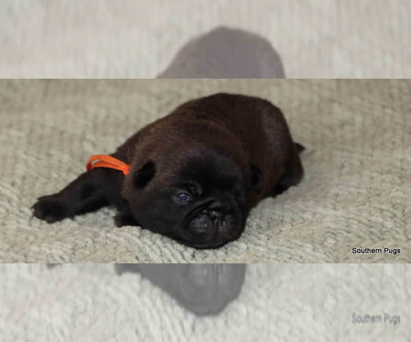 Medium Photo #6 Pug Puppy For Sale in WINNSBORO, TX, USA