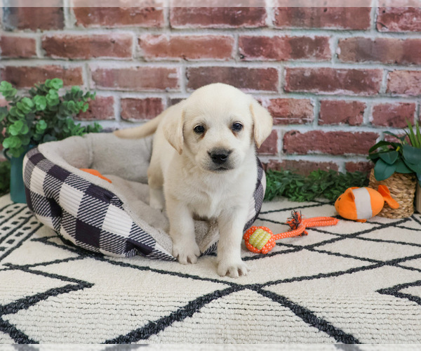 Medium Photo #1 Labrador Retriever Puppy For Sale in SYRACUSE, IN, USA