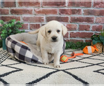 Small Labrador Retriever