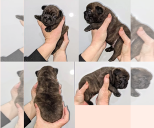 French Bulldog Puppy for Sale in RANCHO CALIFORNIA, California USA