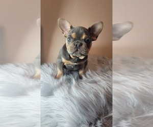 French Bulldog Puppy for sale in INDIANAPOLIS, IN, USA