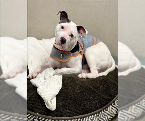 Medium Photo #1 Staffordshire Bull Terrier Puppy For Sale in Boston, MA, USA