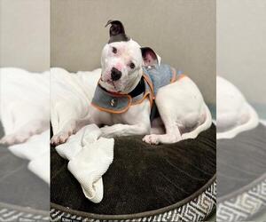 Staffordshire Bull Terrier Dogs for adoption in Boston, MA, USA