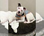 Small Staffordshire Bull Terrier