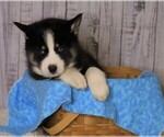 Small Photo #1 Pomsky Puppy For Sale in FREDERICKSBG, OH, USA