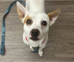Small #1 Chihuahua