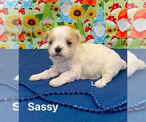 Maltipoo Puppy for sale in WINNSBORO, LA, USA