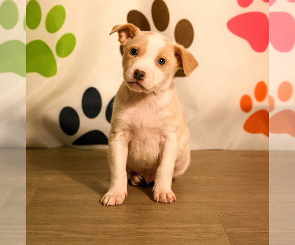 Medium Photo #1 Mutt Puppy For Sale in Brooklyn Center, MN, USA