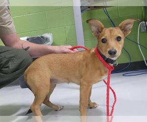 Chihuahua-Unknown Mix Dogs for adoption in Temple, TX, USA