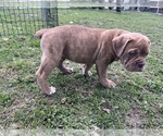 Small #4 Olde English Bulldogge